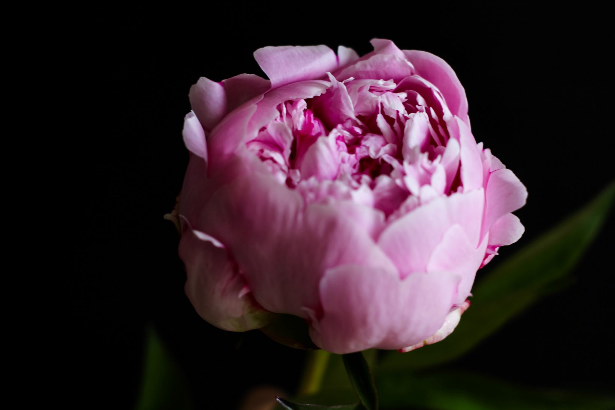 Peonies